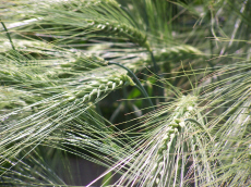 allevamento di segale invernale frumento triticale orzo avena piselli favino veccia erba medica erbe